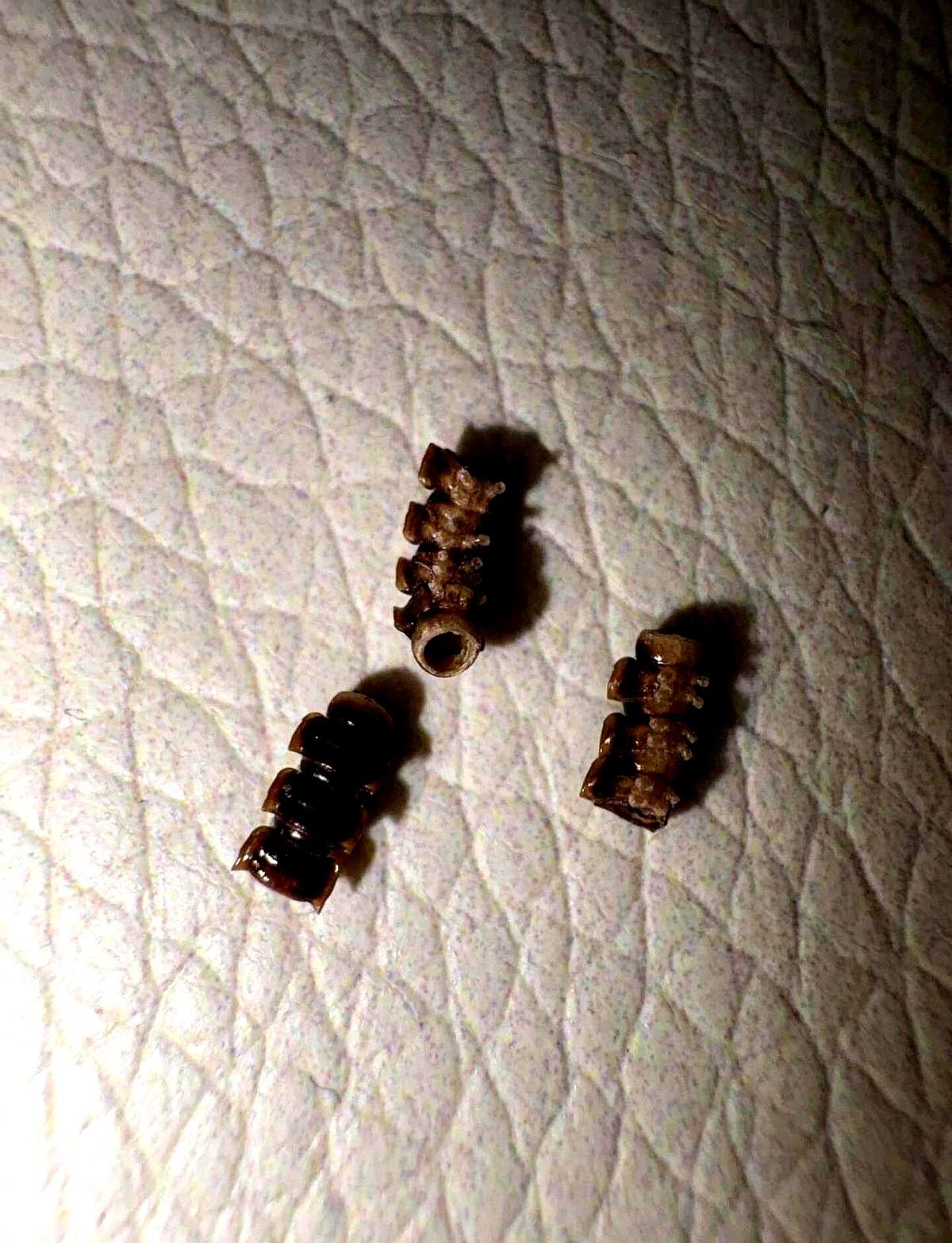 上了一天班累到快碎了，刚瘫在自家地毯上准备回个血，谁能想到差点被一个指甲盖大小的