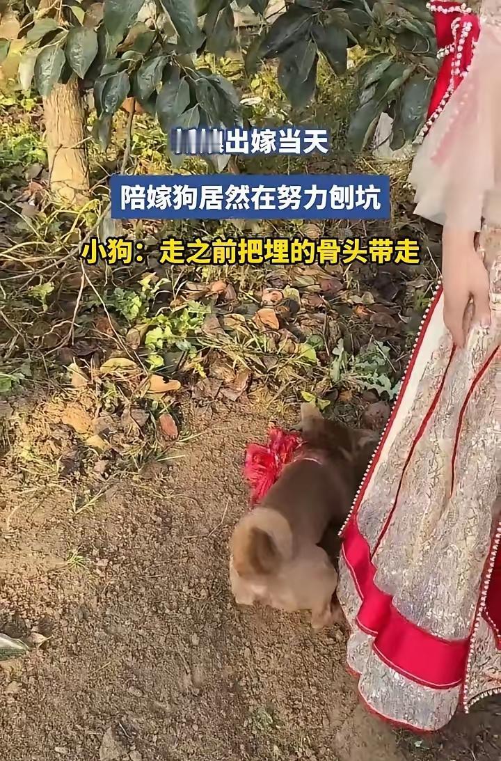笑不活了!江苏新娘结婚,竟把养了多年的狗当陪嫁,结果拍合照时,这狗直接跑到果树旁