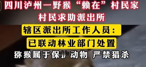 “来你家做客还不让？”7月28日，四川泸州一村民家里闯进只猕猴，赖着不走。报警后