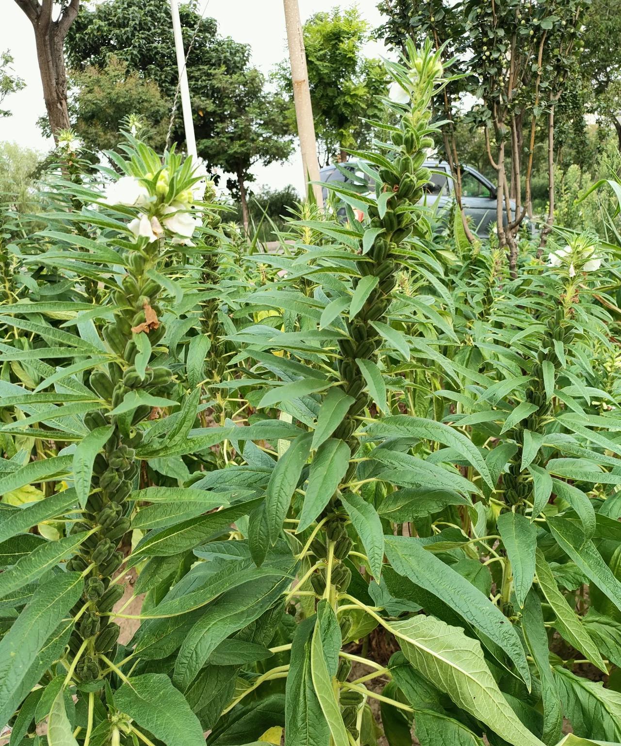 俗话说：一场秋雨一场寒，十场秋雨穿上棉。可今年立秋之后都下了四五场雨了，天气怎