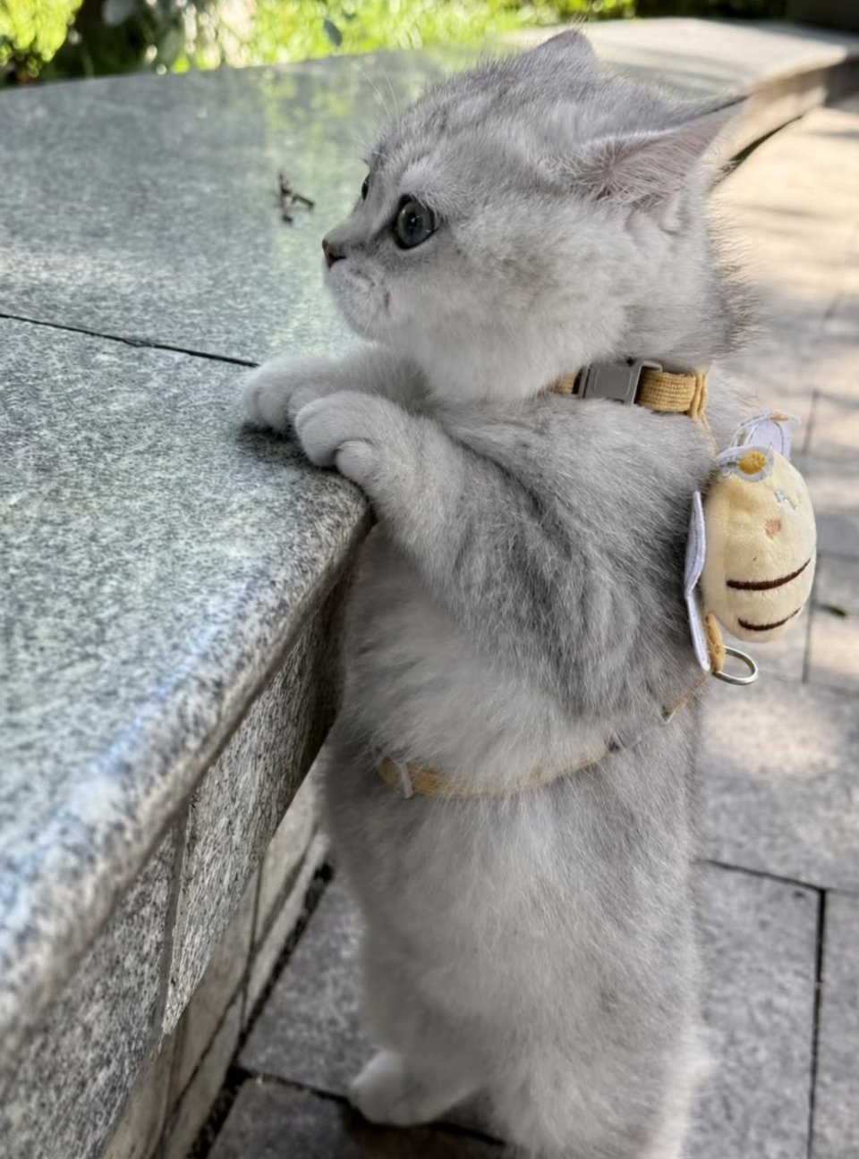 萌宠出门溜达溜达，这大太阳，不说今天降温吗？