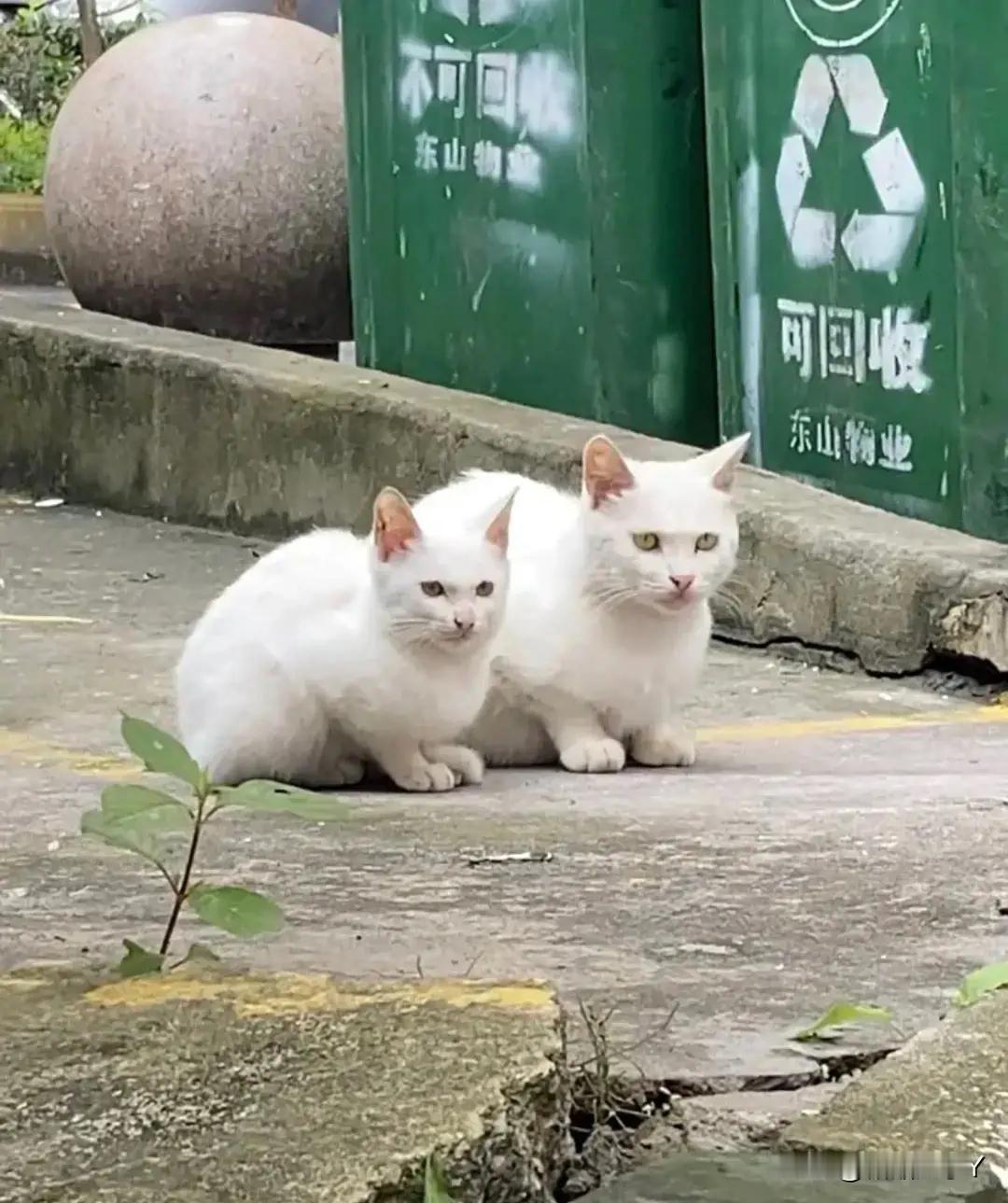 复制粘贴的小猫咪，怎么连鼻孔都辣么像呀！