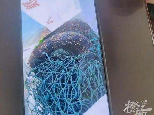 现实版的农夫与蛇！浙江，大爷看到邻居菜地里一条三四斤重的大蛇被网缠住，动弹不得，