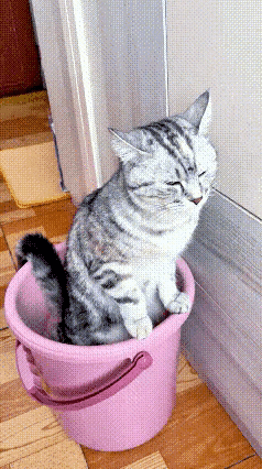 “成精了！”有一位脑洞大开的网友，给大家分享她驯猫的成果，真是又省钱又卫生啊~