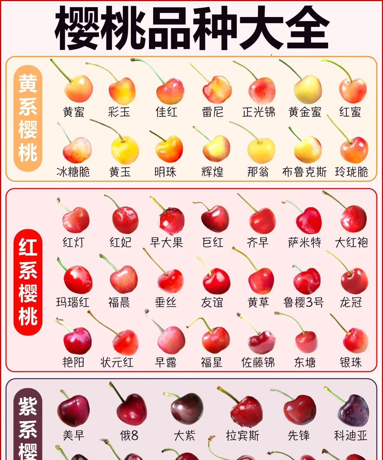 樱桃品种大全