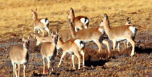 大批蒙古黄羊涌入中国境内，在蒙古国，黄羊被牧民当成有害牲畜，不仅可以随意捕猎，游