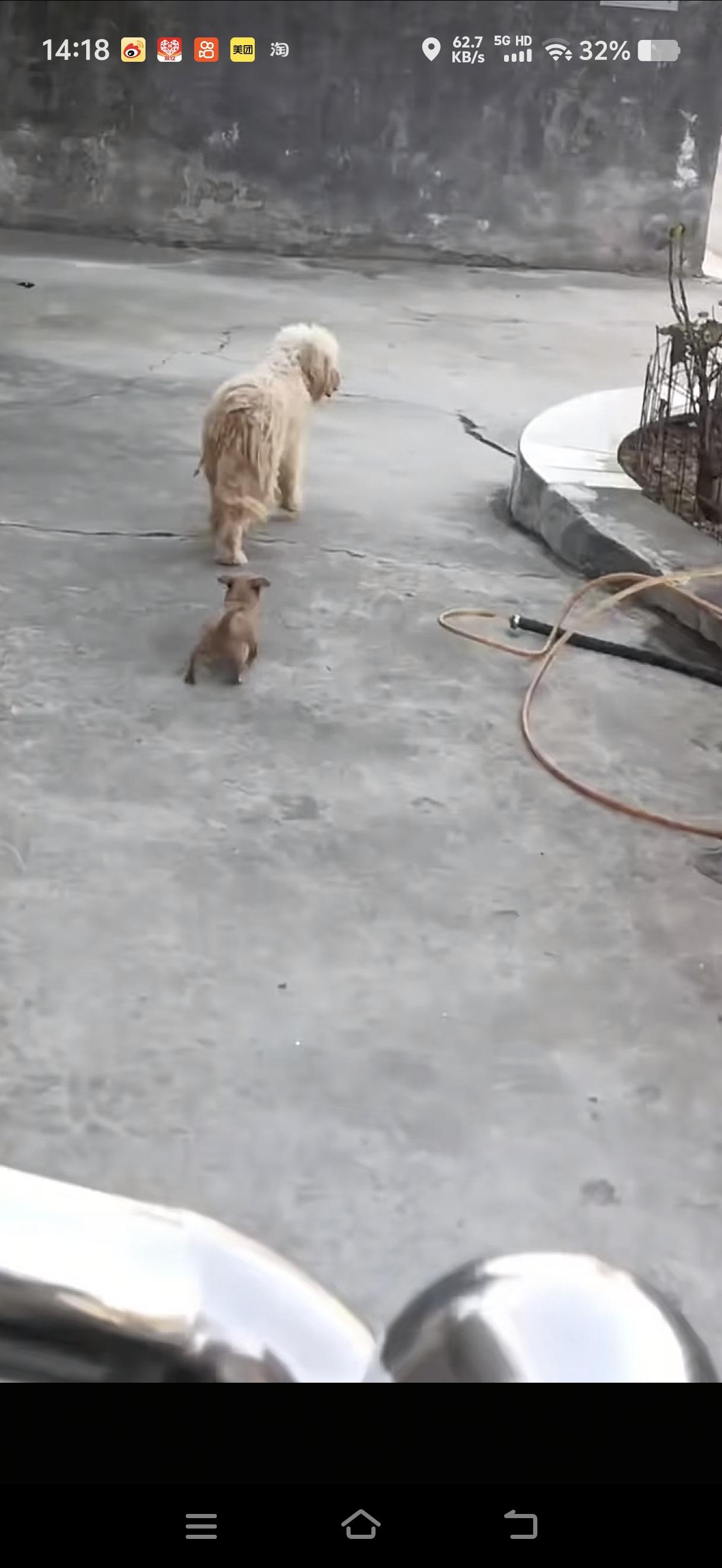 这狗妈妈太有灵性了，就差会说话了！河南一女子，喂一只流浪狗约半年时间，后来流浪狗