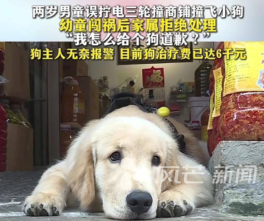 三岁男孩开三轮车撞向超市，货物倒了一地，狗狗被撞伤，店主表示不必赔偿货物，道个歉