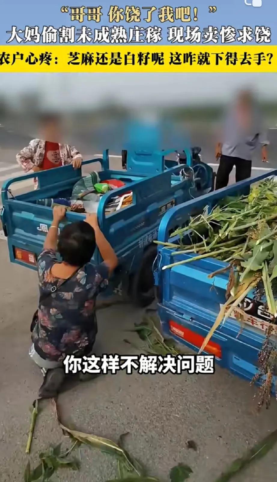 9月9日，山东一大妈光天化日既然带着镰刀去别人地里割未成熟的芝麻和高粱，当她割差