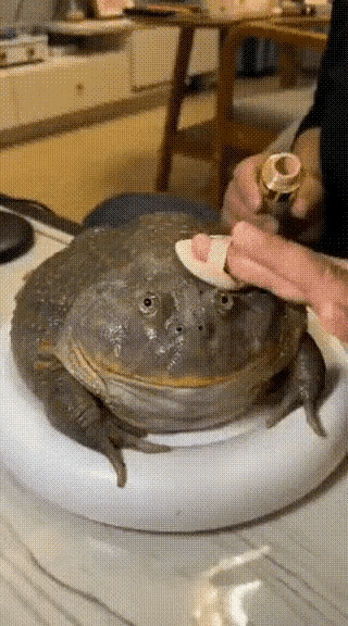 癞蛤蟆再化妆也是癞蛤蟆，怪只怪底子差。