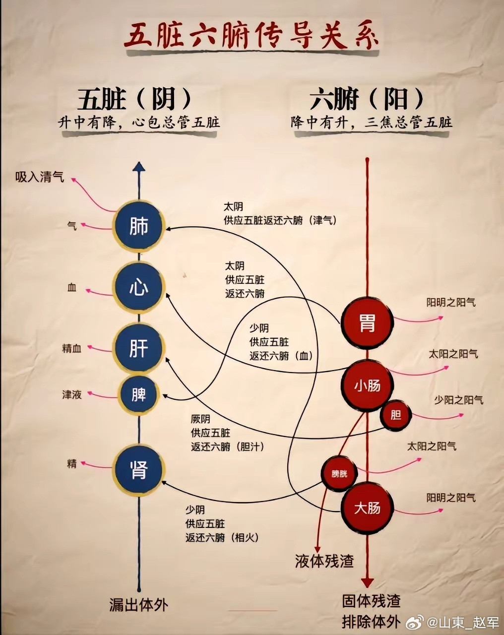 ㊙️㊙️“六腑以通为用，传化物而不藏，此其要也。”1⃣六腑的特性：“传化物