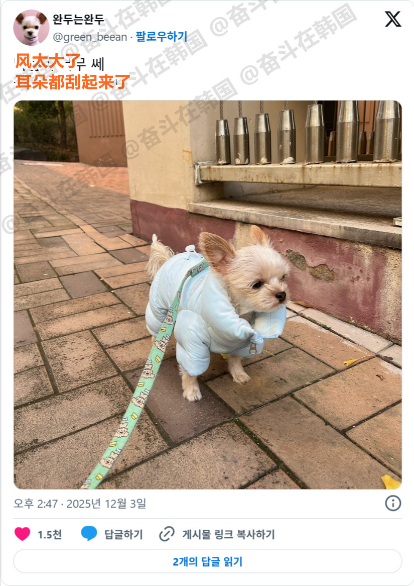 穿着羽绒服出门的小狗~海外新鲜事热点现场