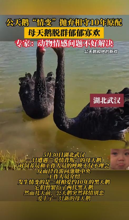 杭州湿地现“天鹅离婚案”！原配绝食3天，游客组团骂“渣鹅。西湖湿地公园正上演着