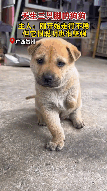 广西贺州，岑女士家的狗妈妈顺利产仔，看到毛茸茸的小狗崽，一家人都特别高兴，然而，