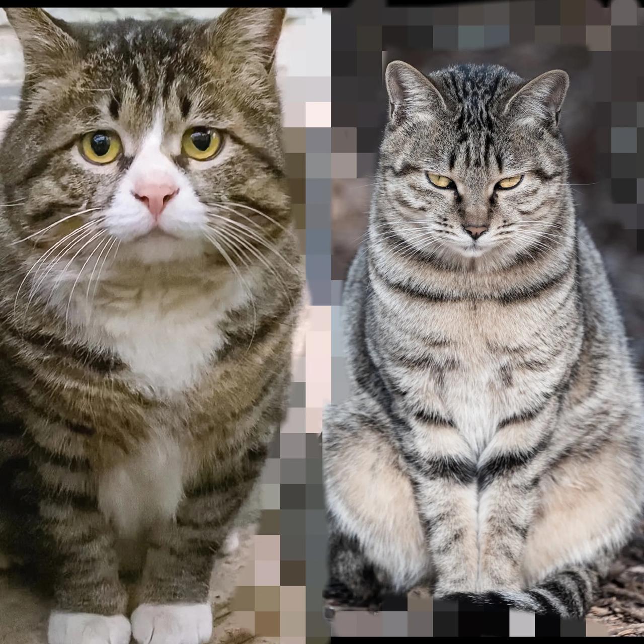 万物皆有灵！家人们谁懂啊！一只流浪小猫，竟成了我生活里最暖的小