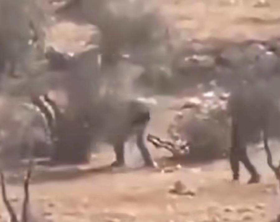 宇宙还有比人类更坏的动物吗，残暴恶毒。以色列定居者在约旦河西岸摧毁400棵橄榄树