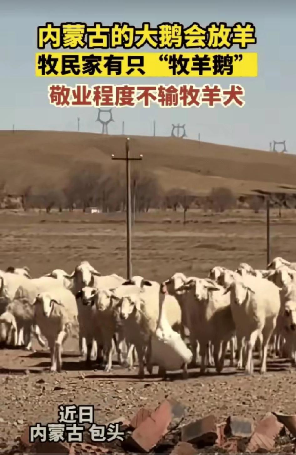 “太有灵性了”内蒙古，一牧民家养了只大鹅，准备冬天炖着吃，没想到大鹅为了改变命运