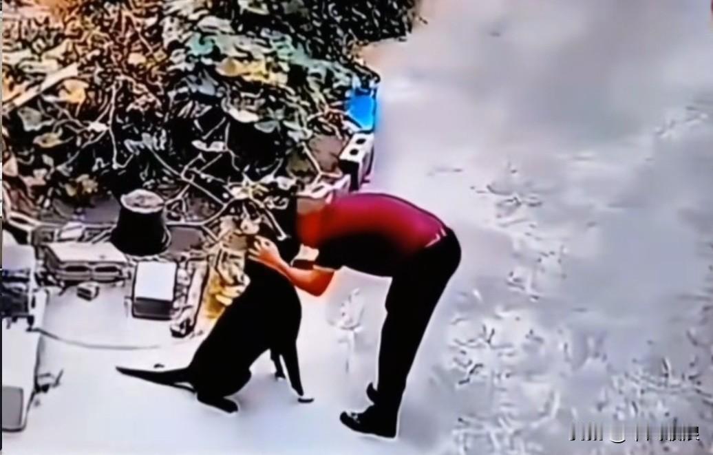 主人瞧见自家狗狗坐在路边，便亲昵地凑上去亲吻它的脸。谁料狗狗突然性情大变，竟不认