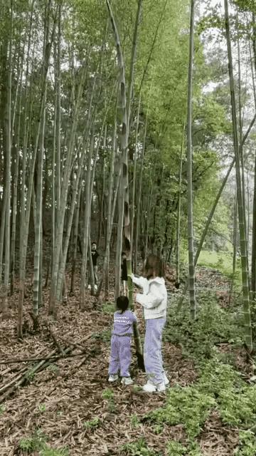 这位妈妈能教出什么样的好孩子呢？竹子长得好好的，非要在女儿面前把它摇断，幸好是横