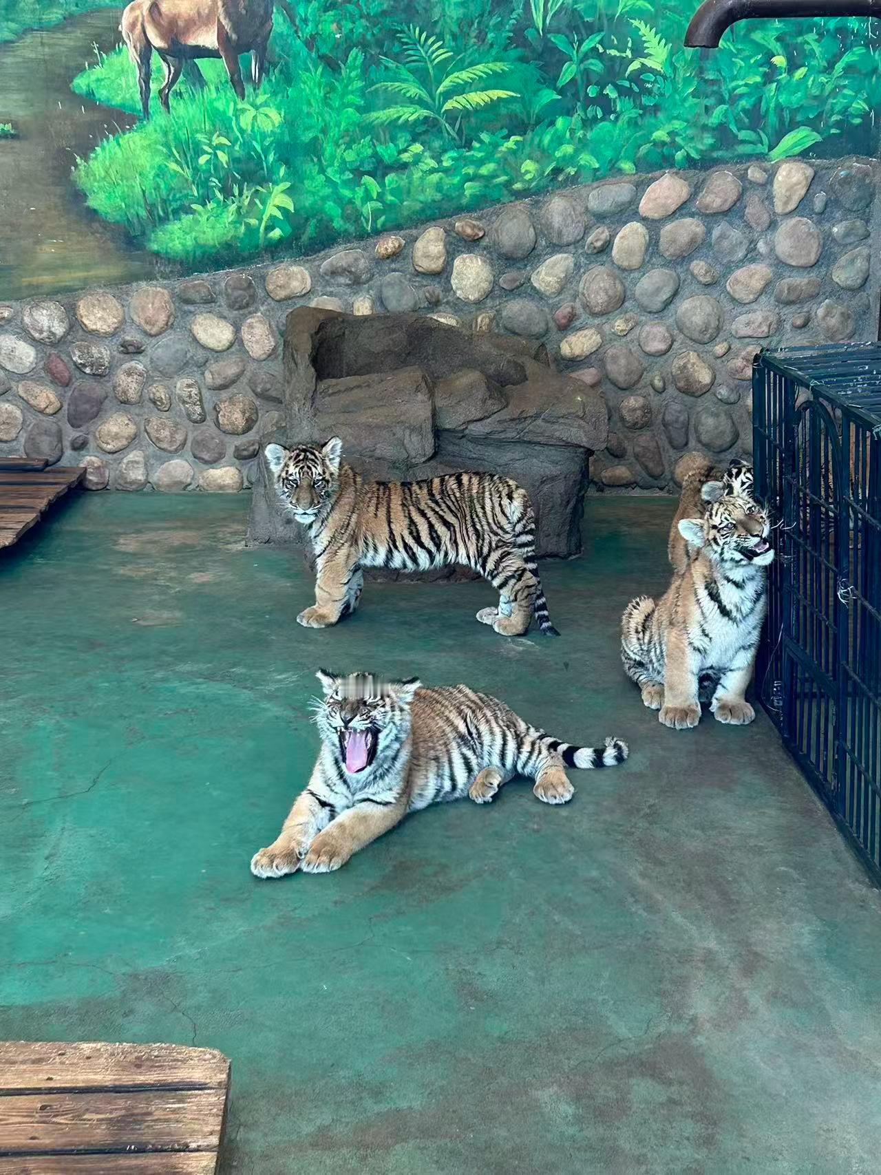 东北虎雪地睡觉还冒热气据说东北虎是真正纯阳之物这下真的感受到了之前去东北看着小老