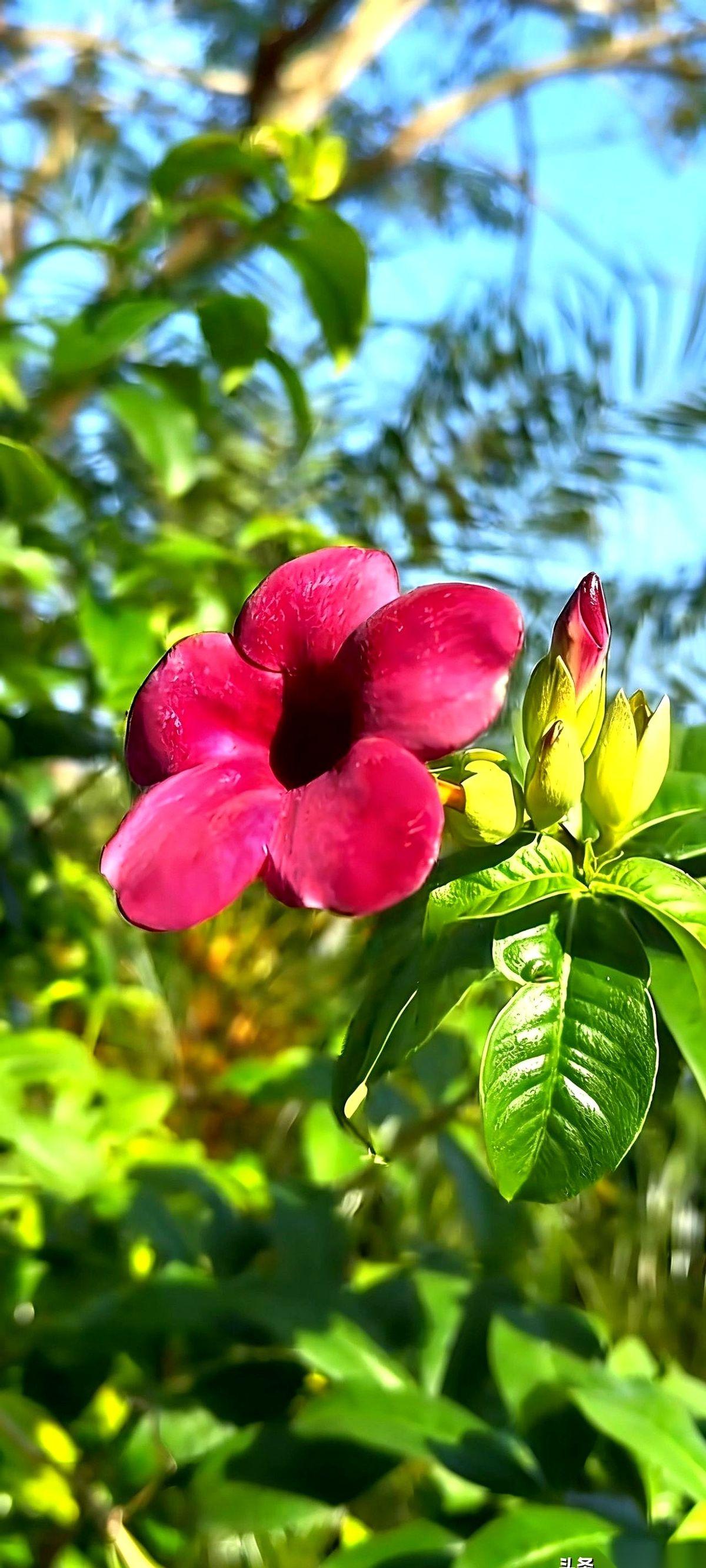 张雪峰一句话，让好多当爹妈的脸都红了。他说，你家孩子再混蛋，再不争气，你先别急