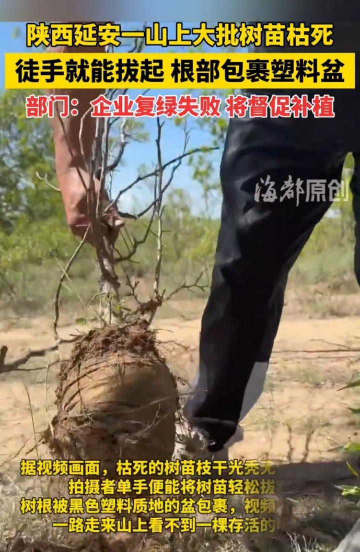 刚刚看到一个视频，说延安一山上大批去年栽种的树苗枯死，随手轻松可拔起，树苗根部包