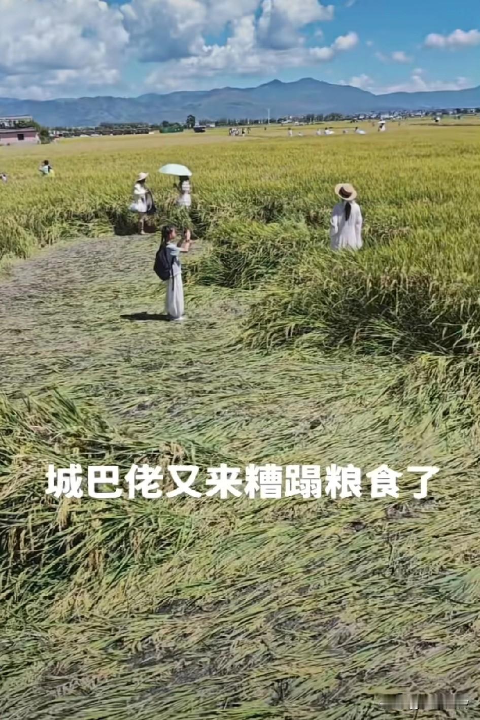 城巴佬又来糟蹋粮食了，踩塌了一片又一片稻田，农村里面的狗都知道走田垄他们到底知