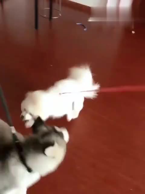 当一只博美穿上了自己狗生中的第一双鞋以后(下载软件土豆视频图片