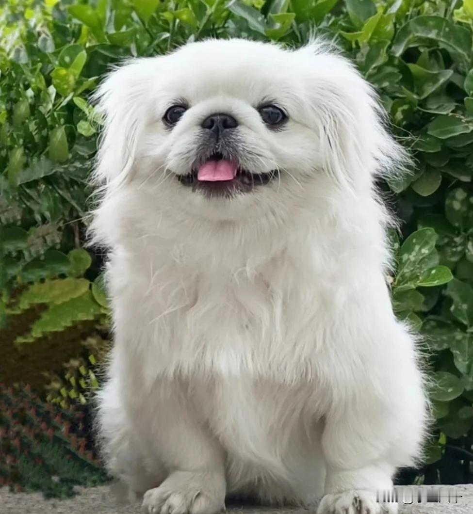 现在养狗的人真不少不管自己什么条件都弄只狗养着，但是你们发现没有，就算捡一个流浪