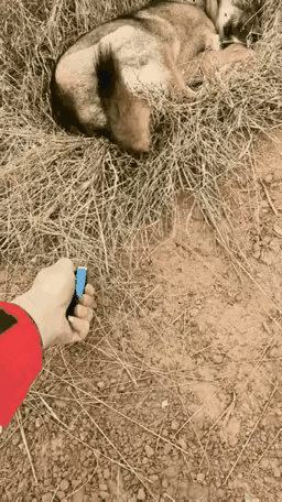 狗子：比狗子还狗啊