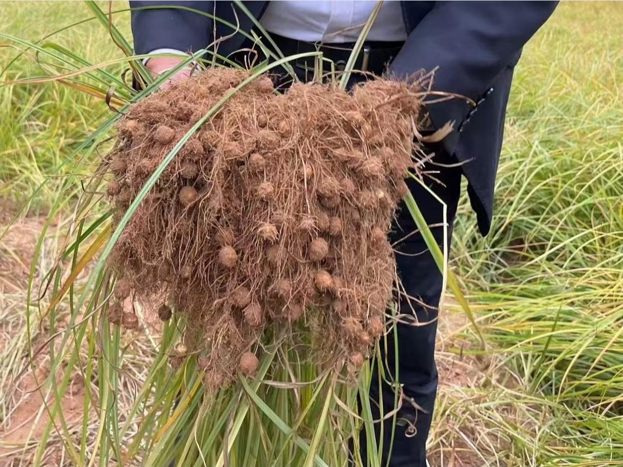 原产非洲的“黄金豆”油莎豆，成了中国治沙养牛的法宝。它经本土培育后，适应性超强，