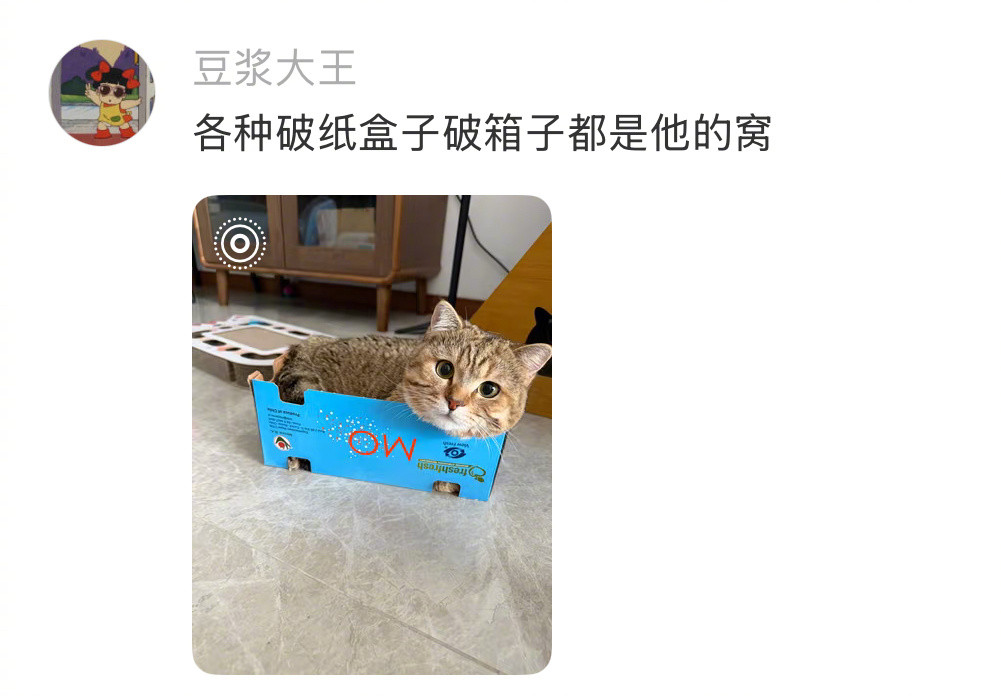 万物皆可成猫窝