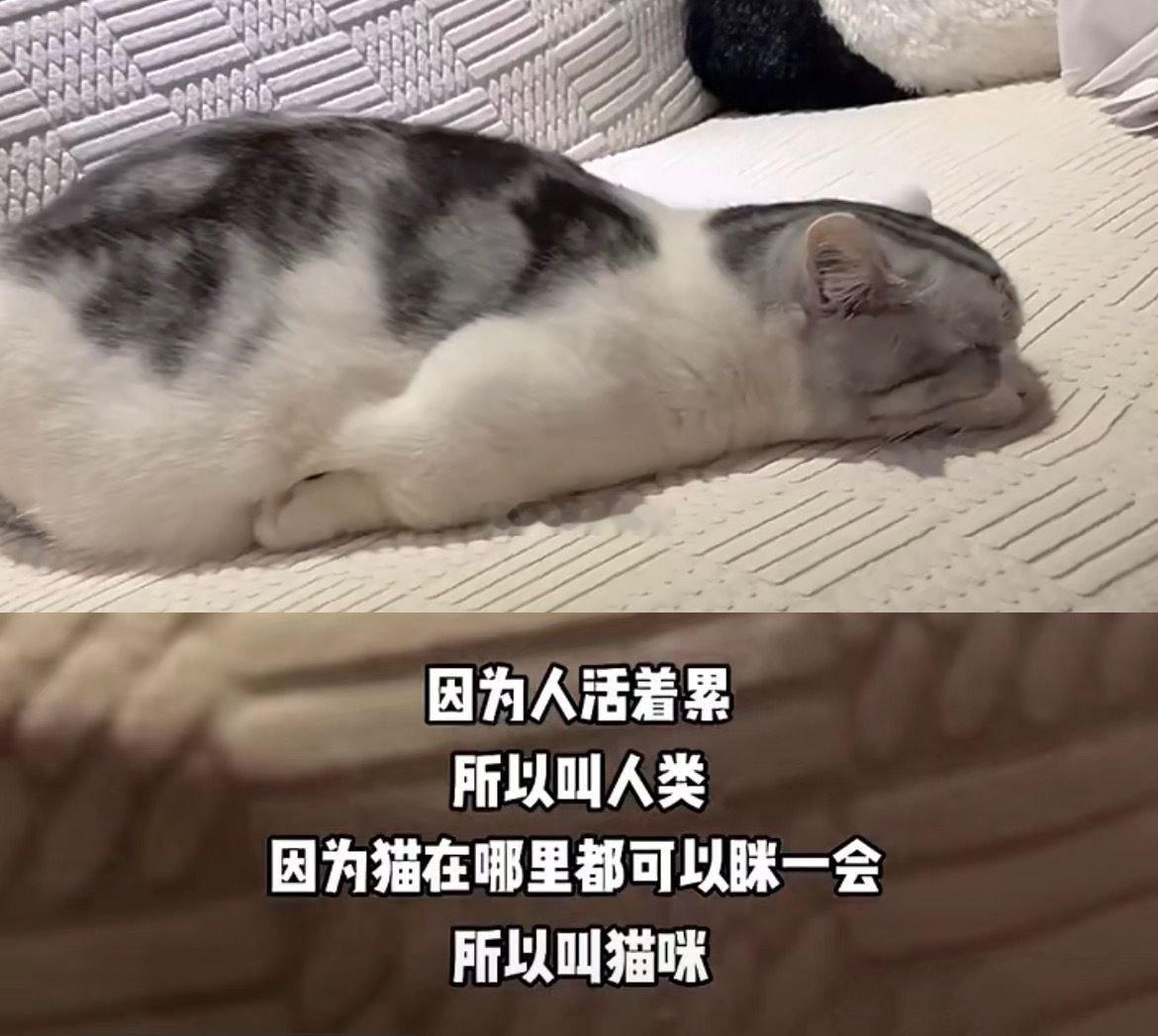 因为人活着累，所以叫人类