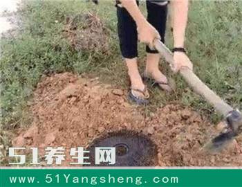 农村美女把报废的电风扇, 埋在自家地里, 第2天一看结果出人意料