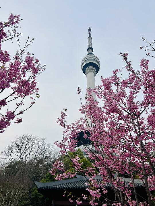 3.15实拍❗️龟山公园樱花🌸开爆了❗️太粉了