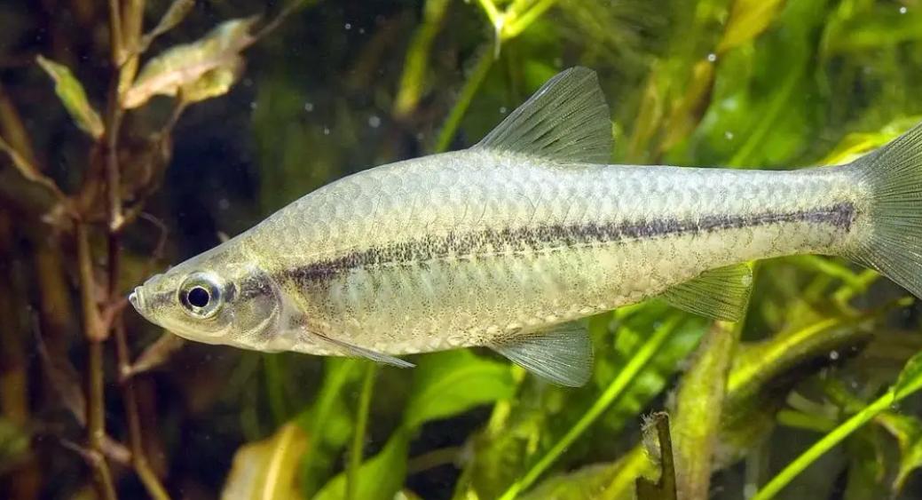 浑身都是寄生虫的4种鱼，卖鱼商贩都不敢吃，白送也千万别要逛菜市场选鱼时，常