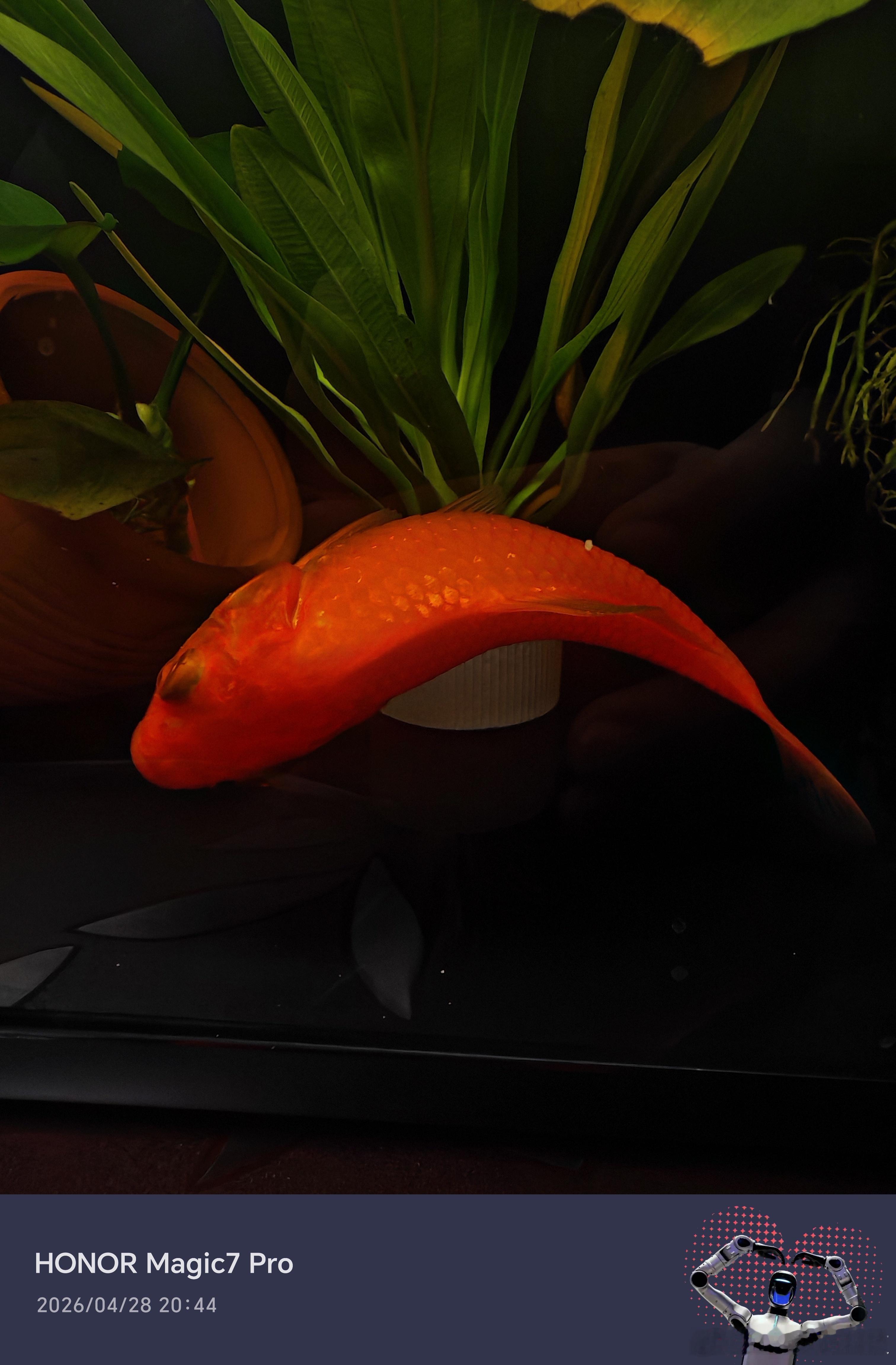 Manus并购案为什么被禁止当Deepseek出来后，自己也看到了这个Manus