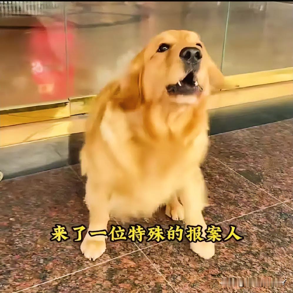 金毛“成精”“报警维权”十只狗盆才得以摆平，铲屎官直呼：这班我不上了！见过找