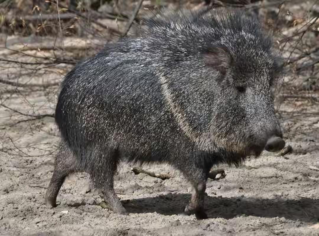 被判“死刑”几千年，它却躲在荒原吃仙人掌活了下来！如今只剩3000只，中国出手了