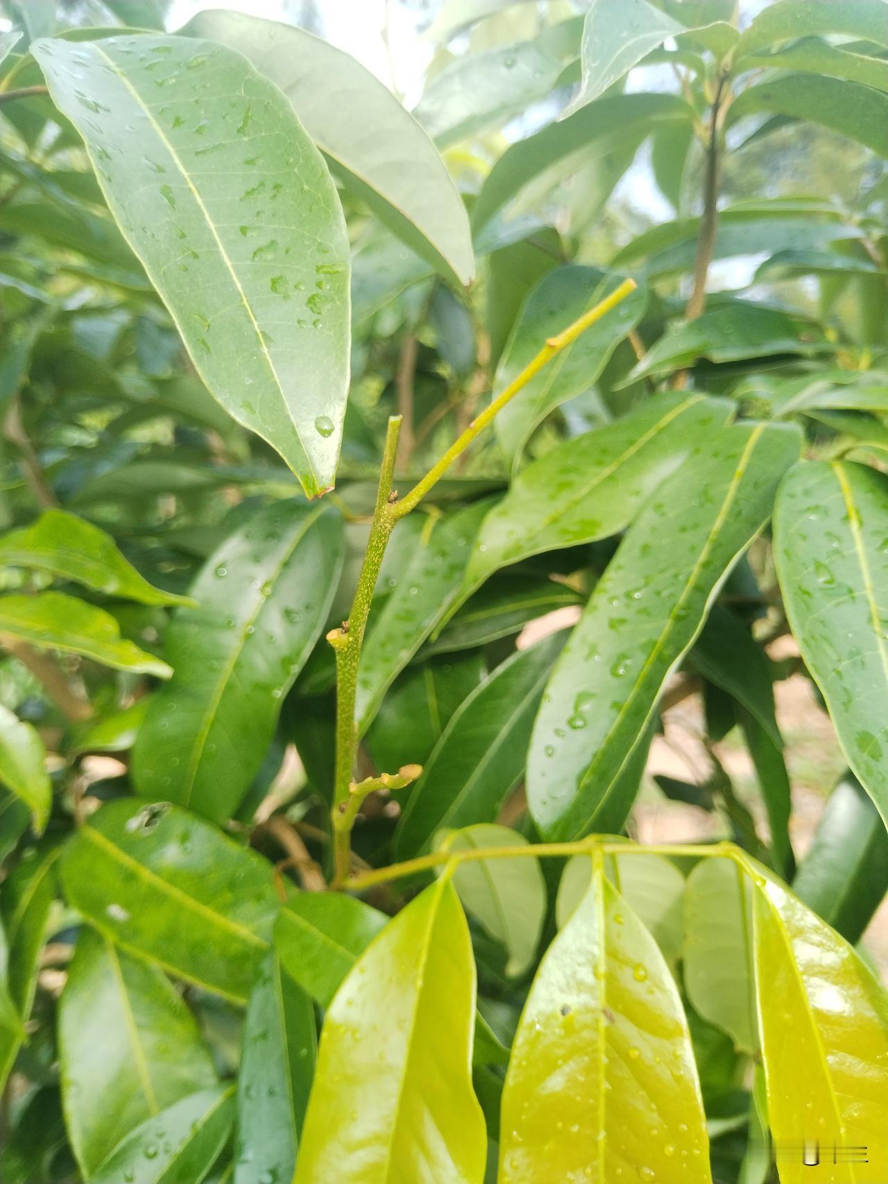 荔枝树控梢：保障丰收的关键节点冬至时节本应是荔枝树进入休眠、积蓄能量以待来年