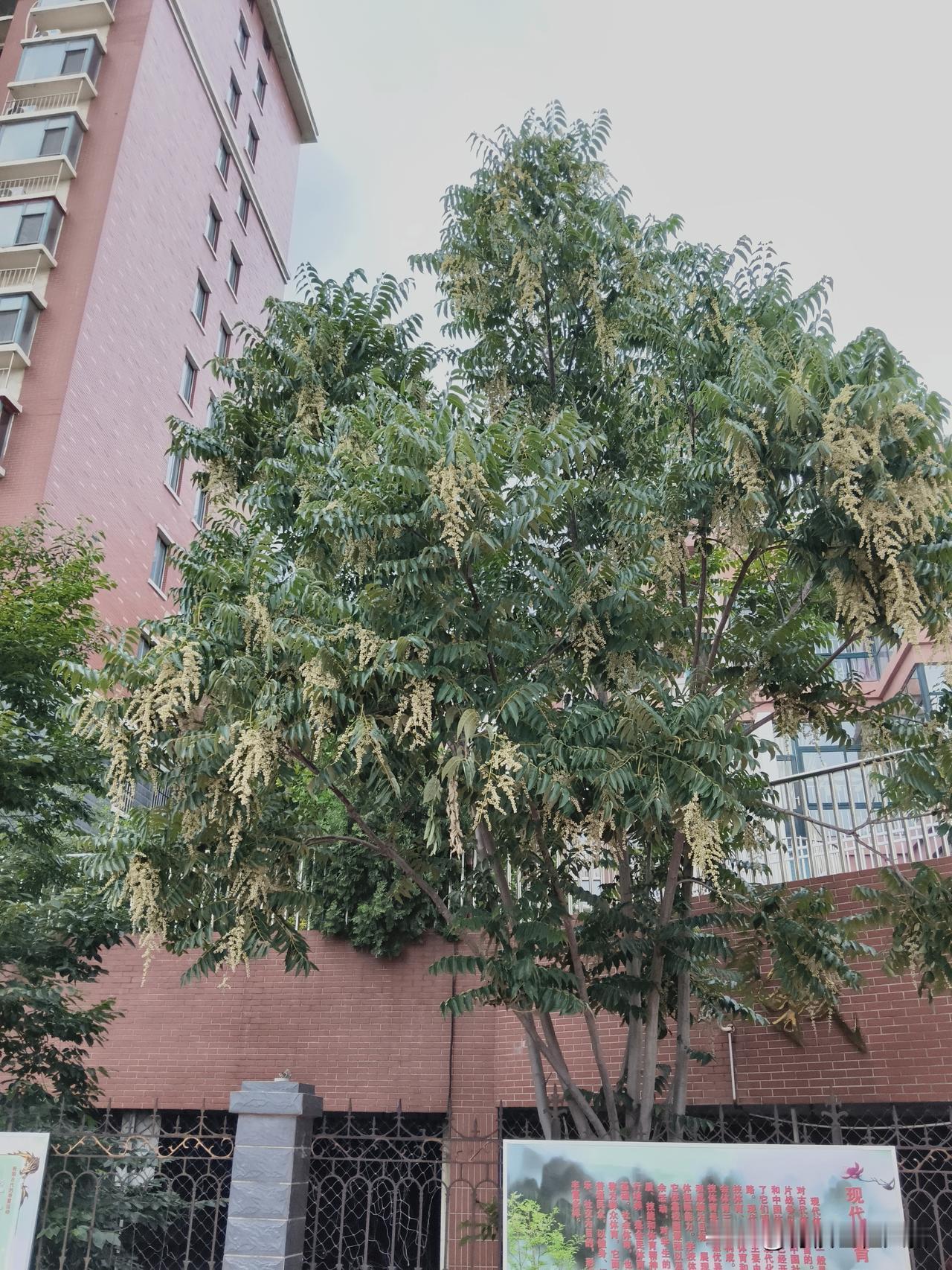 小学生家长，举报复旦大学老师，这股邪火终于越烧越旺，蔓延开来，烧到大学去了。