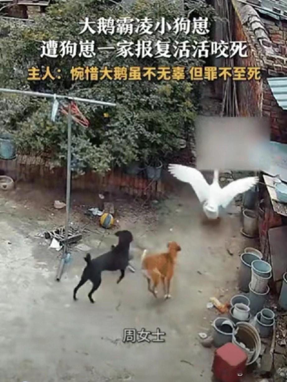 你看过动物界的“复仇大战”吗？河南一女子回家发现院子里一片狼藉，自家大鹅直接挺躺