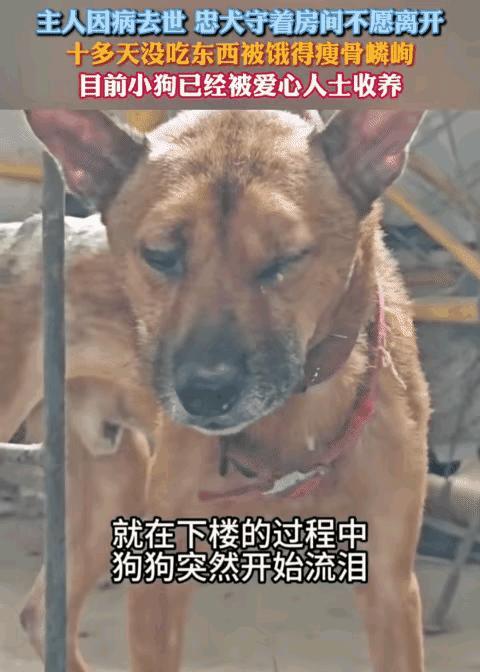 重庆一位70岁的老人因病离世，留下共同生活多年的黄狗。没人知道狗的具体年龄，只知