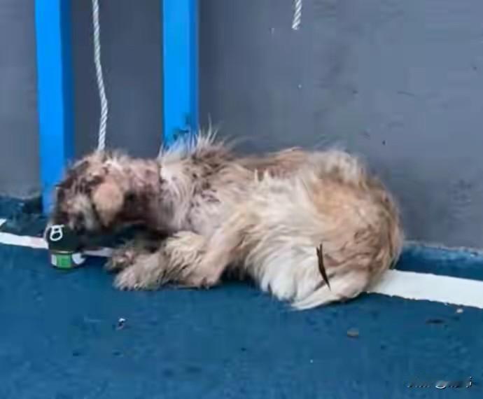 太可怜了，这天一位小姐姐去吃早饭，当她走到一个路口的时候，看到路边有一只可怜的流