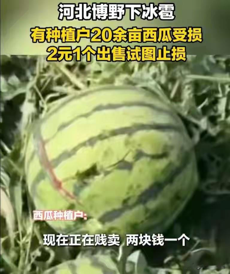 河北博野下起了冰雹，种西瓜的瓜农损失惨重，一户瓜农种了20多亩地，西瓜马上就要上