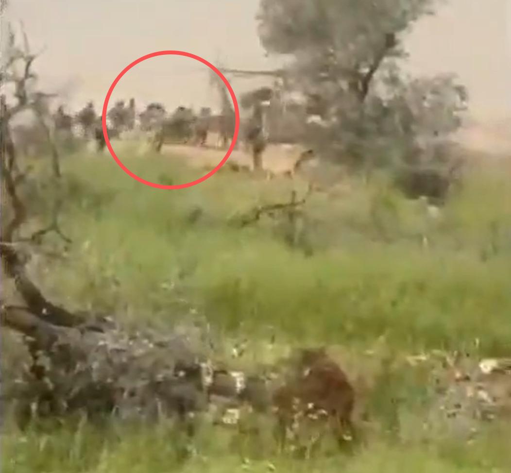 真主党终于学会打救援了。最新的视频显示，以色列的救援队伍，真正转运受伤士兵的