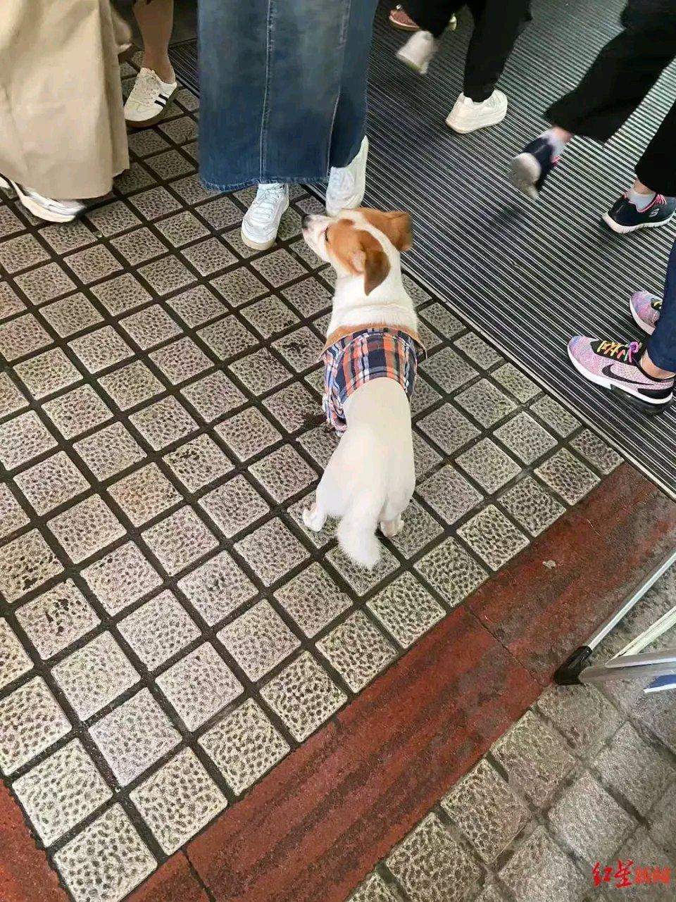 国庆期间，广东“被弃高速服务区”的小狗终于和主人团圆啦！10月1日，在京港澳高速