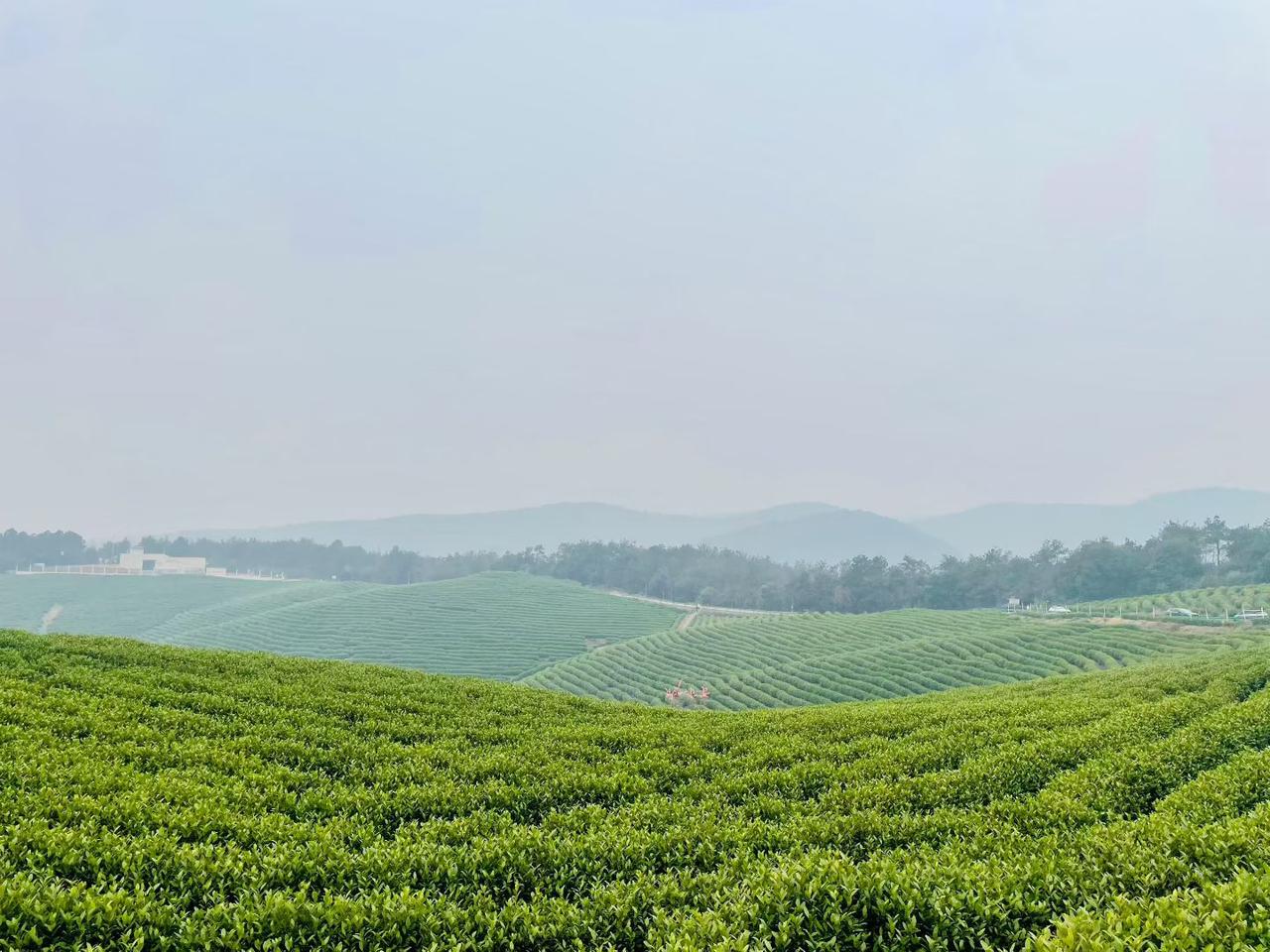 奶奶带孙子,是义务还是情分?肯定是义务啊，必须的。你当初生儿子，就是为了当奶奶