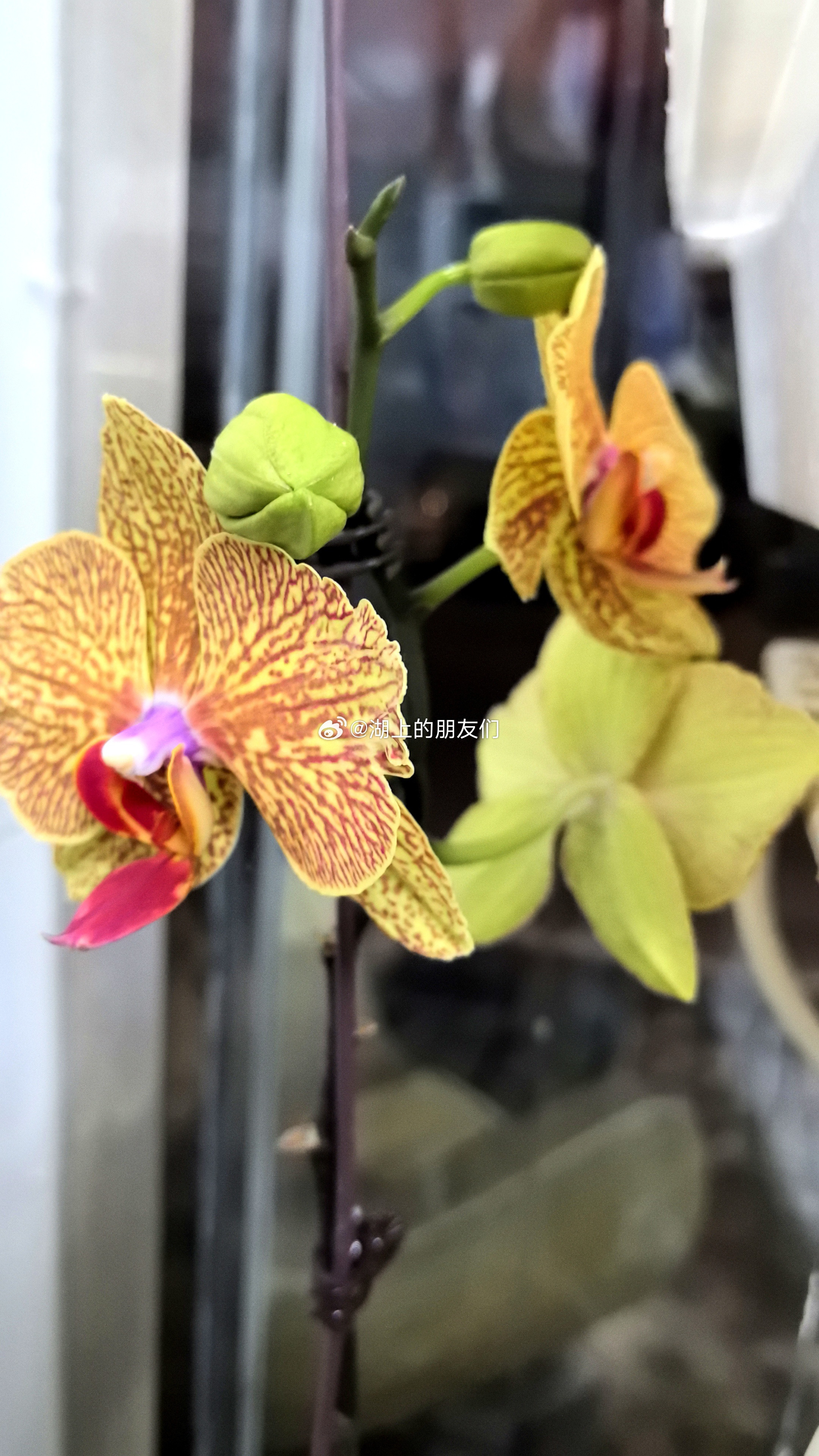 每天分享一个养眼花卉。随拍，我们店里的一盆蝴蝶兰。这种花纹的蝴蝶兰，我们店里有两