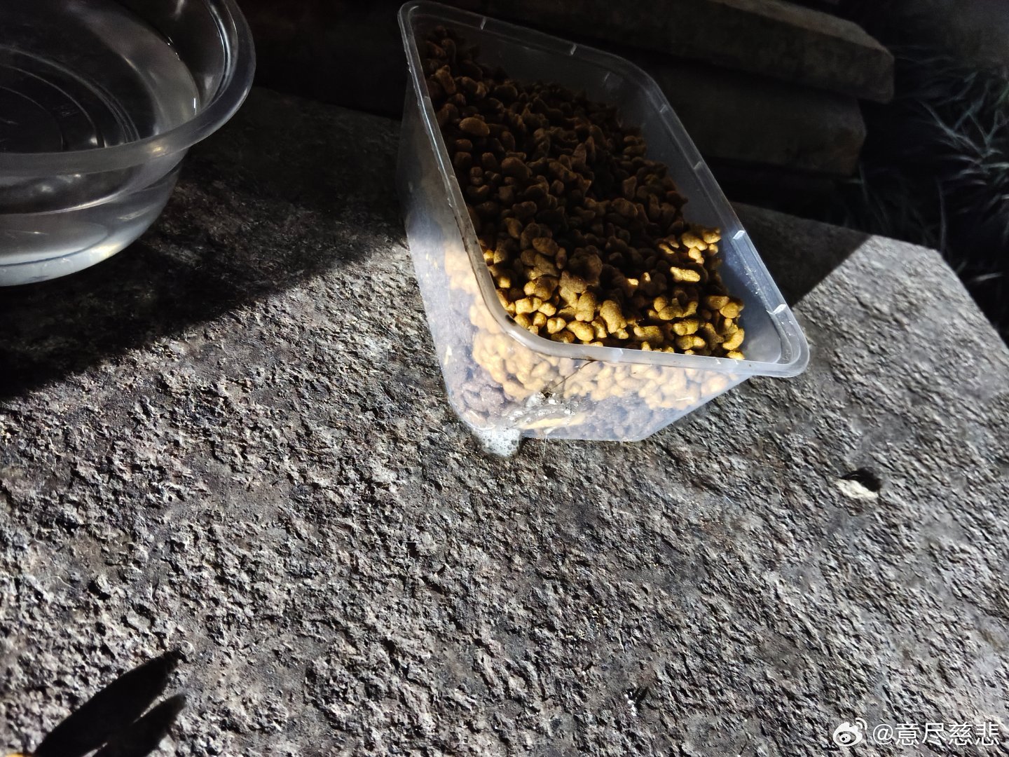 💔深夜跑过来喂小猫，总被三轮堵路故意刁难，今天猫粮碗又被人吐了一口老痰，小家伙们求一口饱饭而已，别